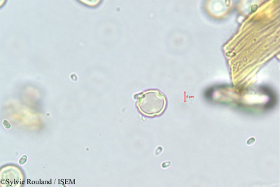 Cyclamen repandum - lame n° 348