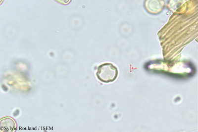 Cyclamen repandum - lame n° 348