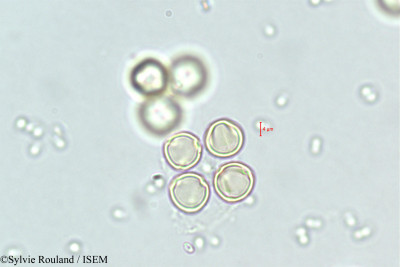 Cyclamen repandum - lame n° 348