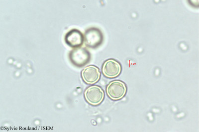 Cyclamen repandum - lame n° 348