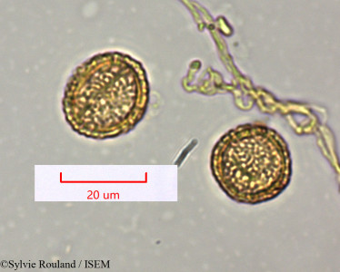 Cyclea madagascariensis - lame n° 1486