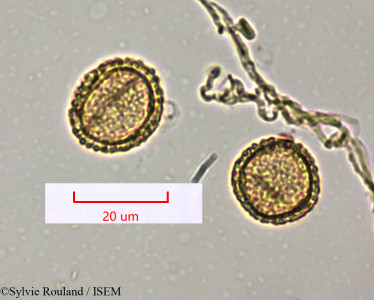 Cyclea madagascariensis - lame n° 1486