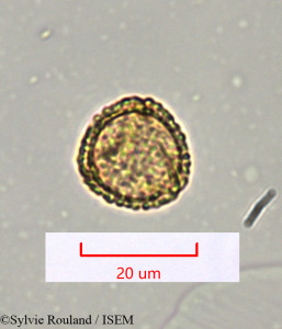 Cyclea madagascariensis - lame n° 1486