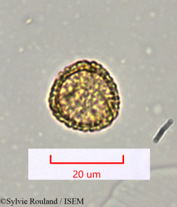 Cyclea madagascariensis - lame n° 1486