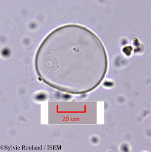 Sylvie.Rouland/Cymbopogon_schoenanthus_1643/Cymbopogon_schoenanthus_1643_0001(copy)_thumb.jpg