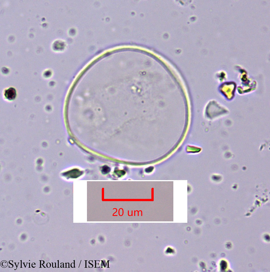 Sylvie.Rouland/Cymbopogon_schoenanthus_1643/Cymbopogon_schoenanthus_1643_0002(copy).jpg