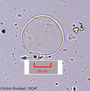 Cymbopogon schoenanthus subsp. laniger - lame n° 1643