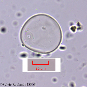 Cymbopogon schoenanthus subsp. laniger - lame n° 1643