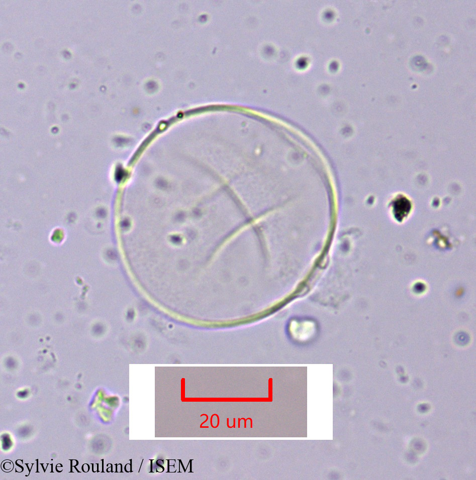 Sylvie.Rouland/Cymbopogon_schoenanthus_1643/Cymbopogon_schoenanthus_1643_0004(copy).jpg