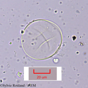 Cymbopogon schoenanthus subsp. laniger - lame n° 1643