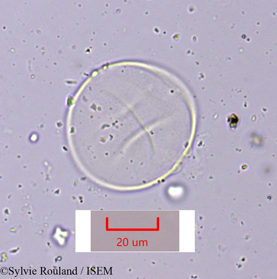 Sylvie.Rouland/Cymbopogon_schoenanthus_1643/Cymbopogon_schoenanthus_1643_0005(copy).jpg