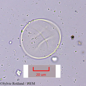 Cymbopogon schoenanthus subsp. laniger - lame n° 1643