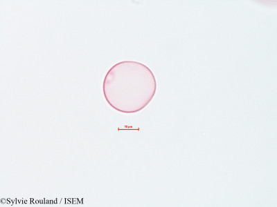 Sylvie.Rouland/Cynodon_dactylon_4460/Cynodon_dactylon_4460_0001(copy)_thumb.jpg