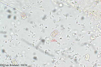 Cynoglossum furcatum - lame n° 5790