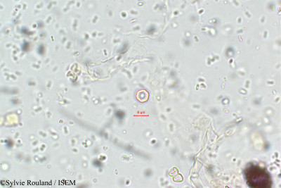 Cynoglossum furcatum - lame n° 5790