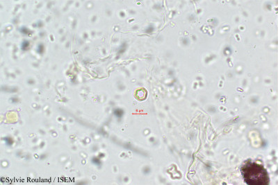 Cynoglossum furcatum - lame n° 5790