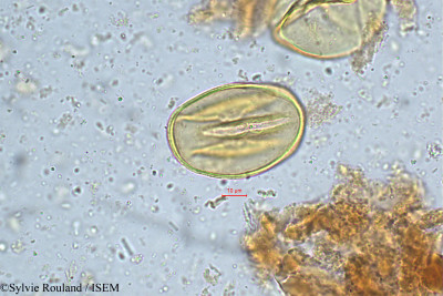 Cynometra cauliflora - lame n° 4974