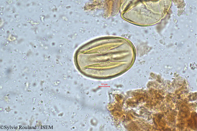 Cynometra cauliflora - lame n° 4974