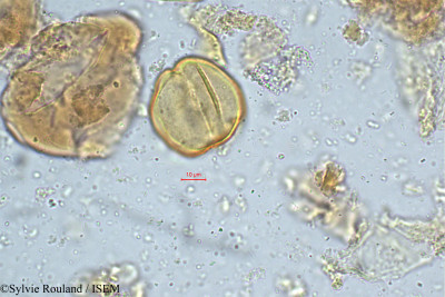 Cynometra cauliflora - lame n° 4974