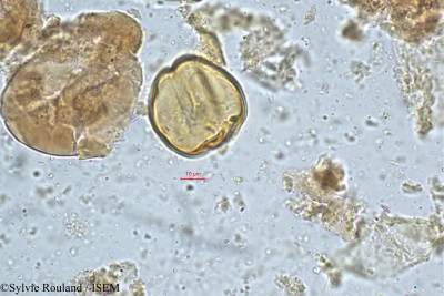 Cynometra cauliflora - lame n° 4974