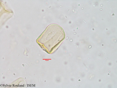 Sylvie.Rouland/Cyperus_arenarius_3878/Cyperus_arenarius_3878_0001(copy)_thumb.jpg