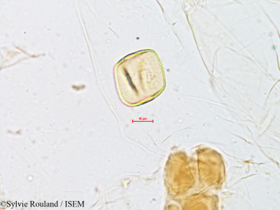 Cyperus compressus - lame n° 4960