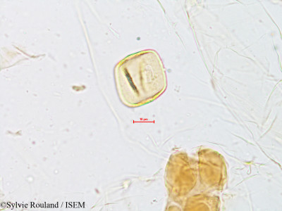 Cyperus compressus - lame n° 4960