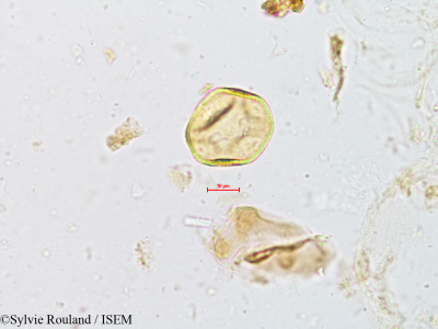 Cyperus compressus - lame n° 4960