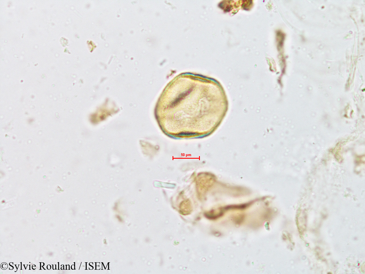 Sylvie.Rouland/Cyperus_compressus_4960/Cyperus_compressus_4960_0005(copy).jpg