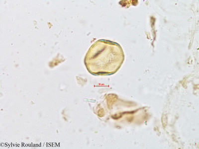 Cyperus compressus - lame n° 4960