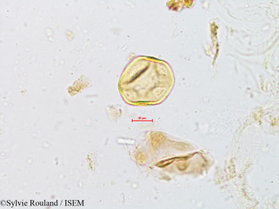 Cyperus compressus - lame n° 4960