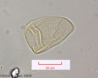 Sylvie.Rouland/Cyperus_conglomeratus_1555/Cyperus_conglomeratus_1555_0001(copy)_thumb.jpg