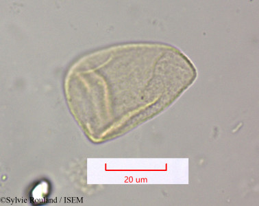 Cyperus conglomeratus - lame n° 1555