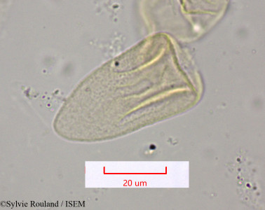 Cyperus conglomeratus - lame n° 1555