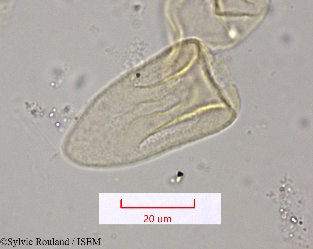 Sylvie.Rouland/Cyperus_conglomeratus_1555/Cyperus_conglomeratus_1555_0004(copy).jpg