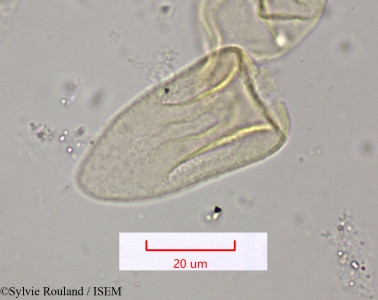 Cyperus conglomeratus - lame n° 1555