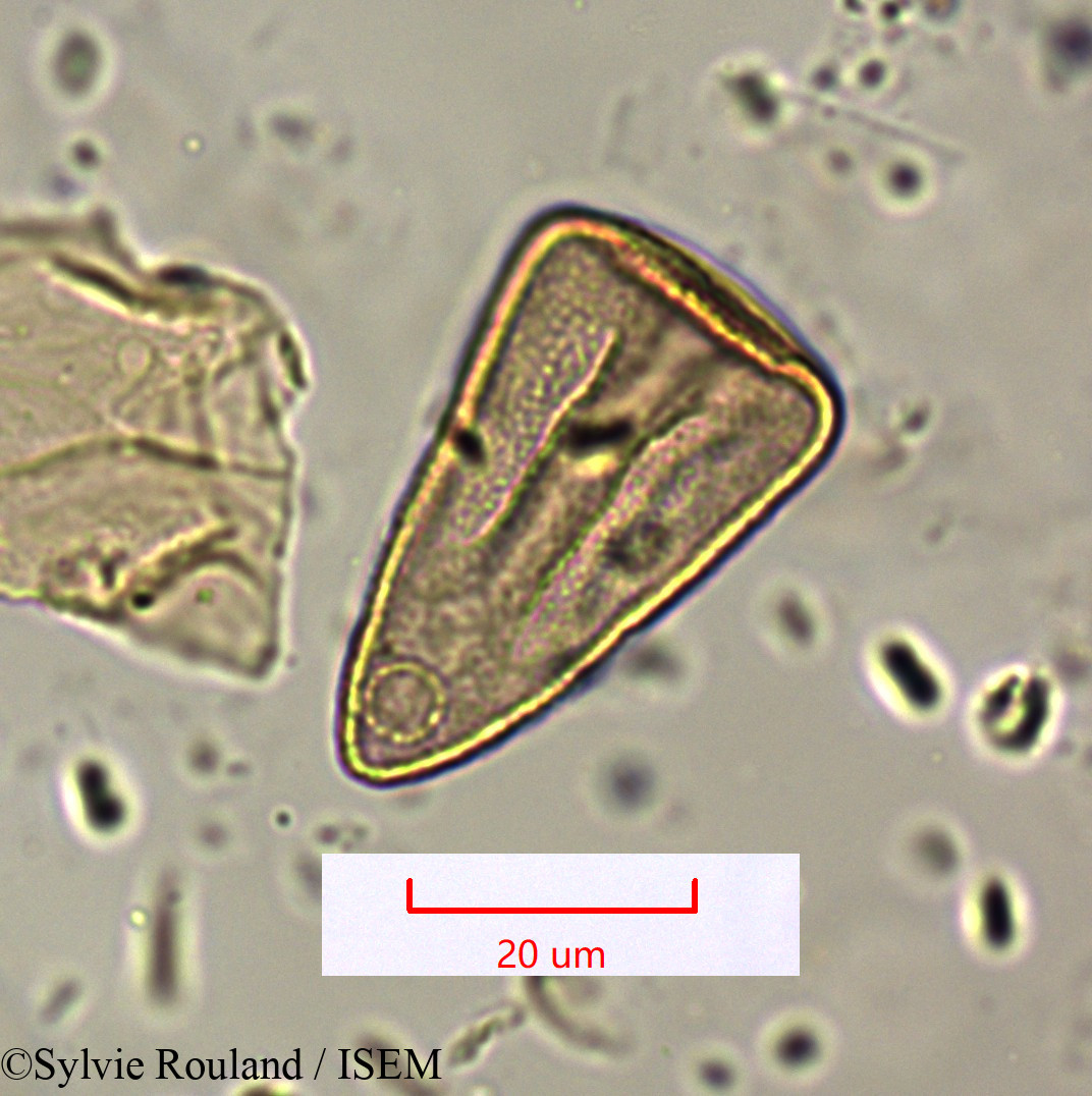 Sylvie.Rouland/Cyperus_conglomeratus_1600/Cyperus_conglomeratus_1600_0001(copy).jpg
