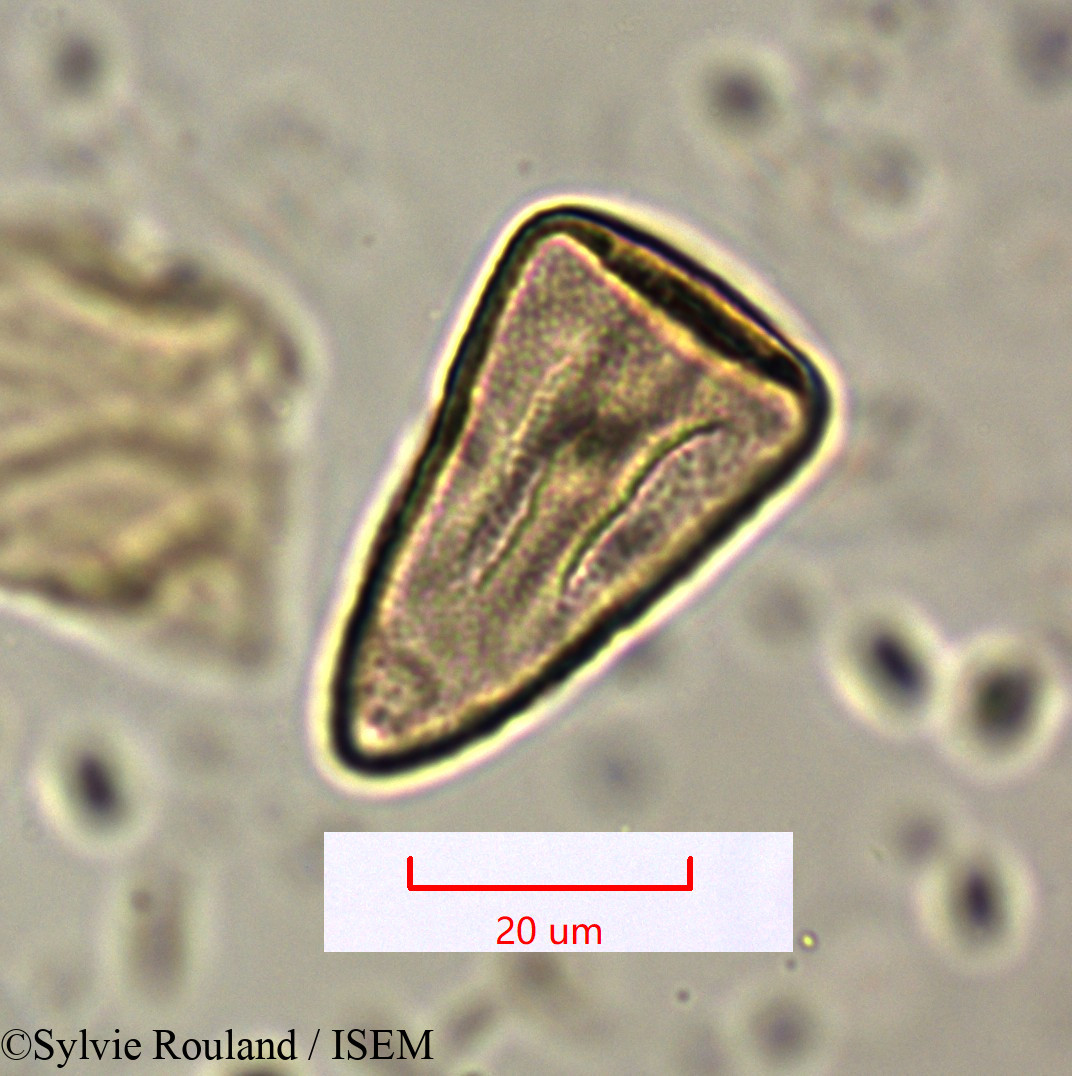 Sylvie.Rouland/Cyperus_conglomeratus_1600/Cyperus_conglomeratus_1600_0002(copy).jpg