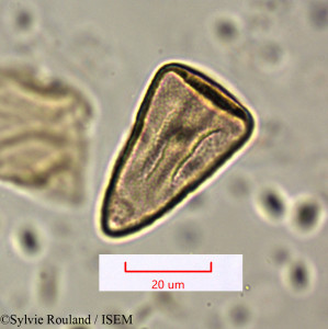 Cyperus conglomeratus - lame n° 1600