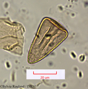 Cyperus conglomeratus - lame n° 1600