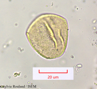 Sylvie.Rouland/Cyperus_distans_1565/Cyperus_distans_1565_0001(copy)_thumb.jpg