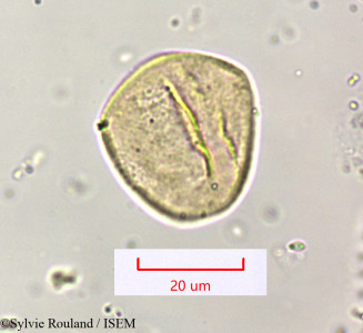 Cyperus distans - lame n° 1565