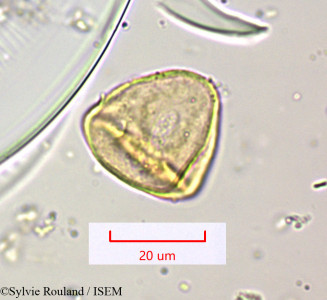 Cyperus distans - lame n° 1565