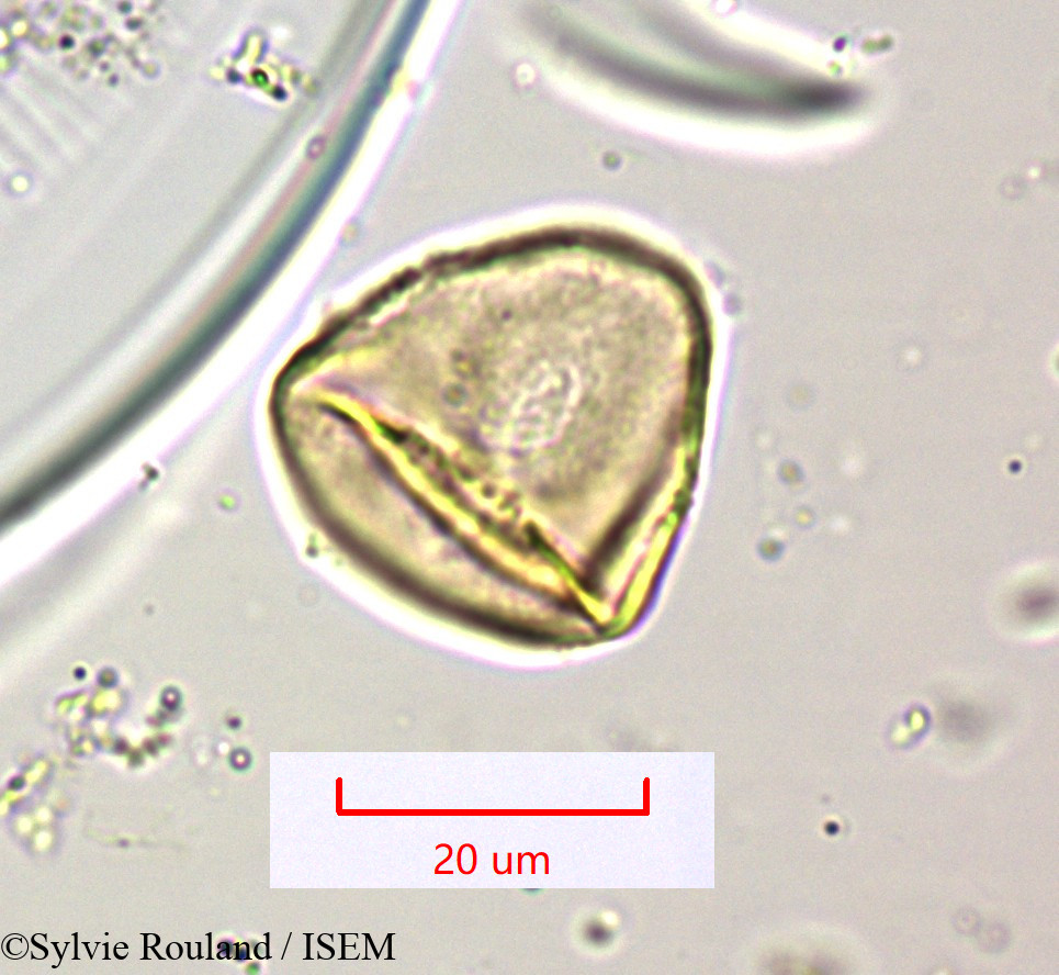 Sylvie.Rouland/Cyperus_distans_1565/Cyperus_distans_1565_0004(copy).jpg