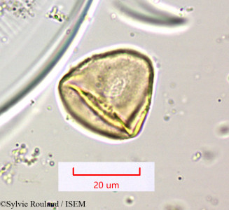 Cyperus distans - lame n° 1565