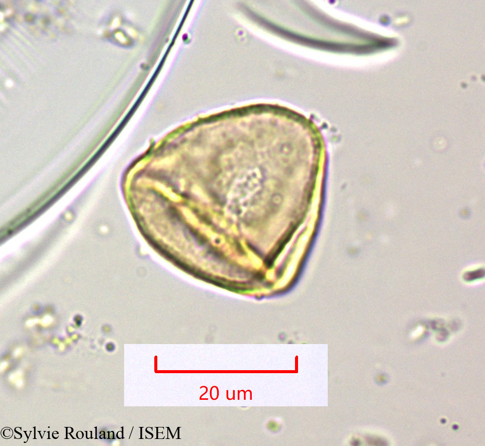 Sylvie.Rouland/Cyperus_distans_1565/Cyperus_distans_1565_0005(copy).jpg