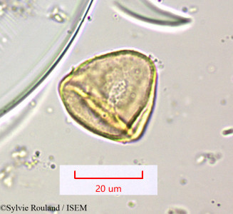 Cyperus distans - lame n° 1565
