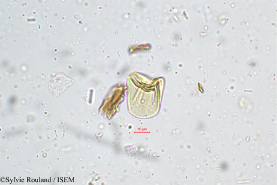 Cyperus distans - lame n° 4987