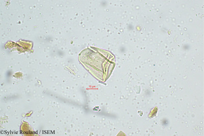 Cyperus distans - lame n° 4987