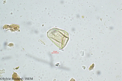 Cyperus distans - lame n° 4987